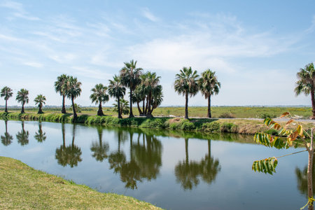 Scenic view of palm trees and reflections on the water at the malecon in Jamay, Jalisco, under a clear skyの写真素材