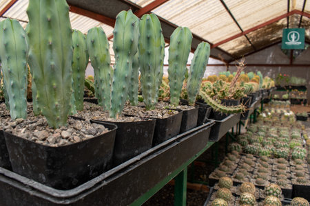 Collection of young cacti in plastic pots growing in a greenhouse at cactus nursery near Ajijic, Jaliscoの写真素材