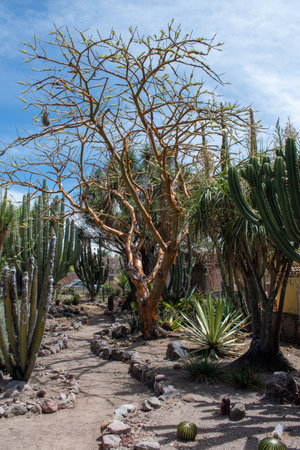Path through cactus garden featuring dry twisted tree and desert plants in Ajijic, Jalisco, under blue skyの写真素材