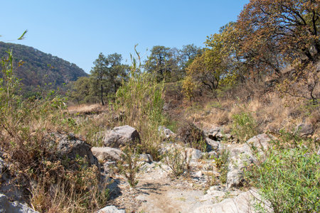 Rocky terrain and dry vegetation at Hot River in Spring Forest near Guadalajara, Mexicoの写真素材