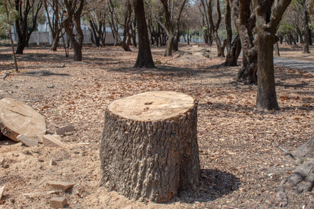 Exposed tree stump in deforested dry park area with scattered sawdust and debrisの写真素材