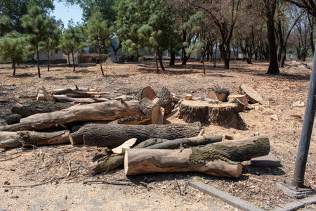 Dry cut tree trunks and stumps lying on the ground in a cleared forest park areaの写真素材