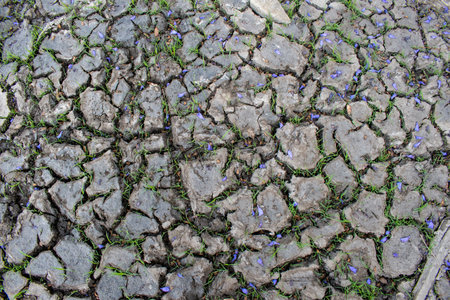Detail of parched earth with green grass and scattered petals in El Dean Park, Guadalajaraの写真素材