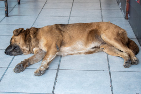 Tired brown dog resting on cool ceramic tiles in a quiet indoor space in Jamay, Jalisco, Mexicoの写真素材