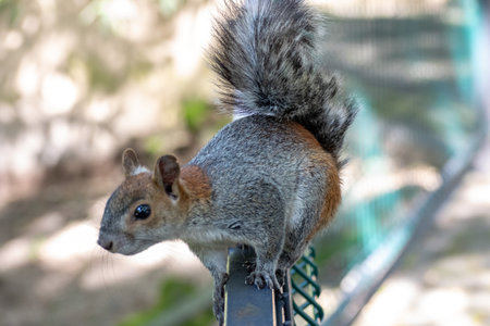 Curious gray and red squirrel perches on top of a narrow metal fence in forest park areaの写真素材