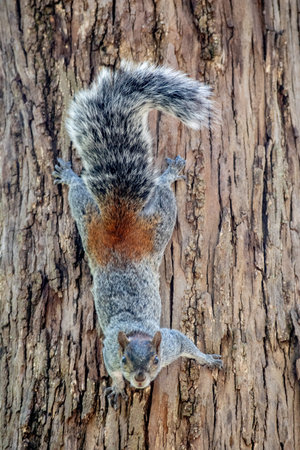Gray and reddish squirrel climbs down a tall textured tree trunk in natural forest habitatの写真素材