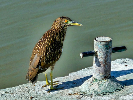 Juvenile night heron with spotted plumage and bright yellow eyes stands on boardwalk overlooking calm waters on a sunny dayの写真素材