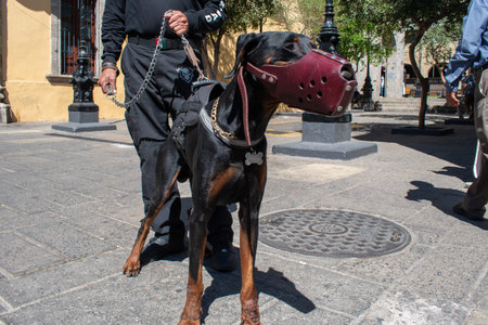 Guard dog doberman with muzzle and handler on leash in central Guadalajara during sunny dayの写真素材