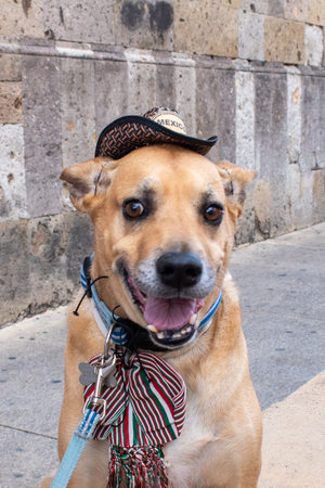 A happy tan dog wears a miniature Mexican sombrero and colorful striped pouch, smiling at the camera...