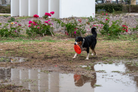 Black and brown dog holding frisbee in its mouth while walking on muddy grass near sculptureの写真素材