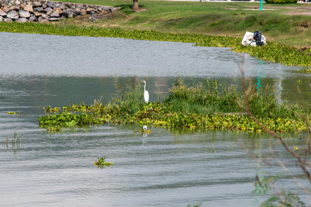 Elegant great white egret standing on lush water hyacinths in Chapala Lake, Mexico. The tranquil waters reflect green foliage, a peaceful natural habitat for diverse wildlifeの写真素材