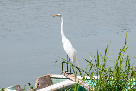 A great white egret stands gracefully on the weathered edge of an old boat in Lake Chapala, Mexico. Green reeds frame the calm lake waters under clear skiesの写真素材