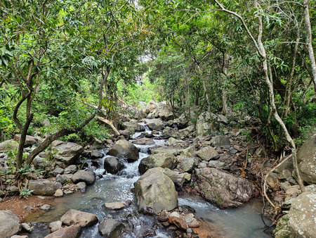 Clear river cascades over rocks in a dense tropical forest in Nayarit, Mexico. Lush greenery defines this pristine natural landscapeの写真素材