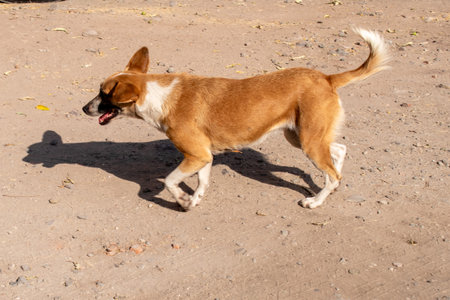 Short-haired brown dog with white patches walking on dusty rural ground under sunlightの写真素材