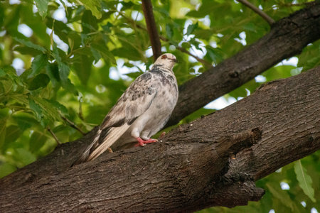 A beautiful speckled pigeon with white and grey feathers perches on a tree branch. Soft green leaves blur in the background, creating a serene natural outdoor settingの写真素材