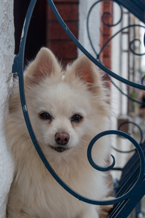 Charming fluffy white dog with a gentle, curious expression looks out through a decorative blue wrought iron window grill, its face in sharp focusの写真素材