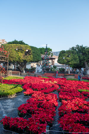 Festive Christmas decorations featuring poinsettias and a decorated tree in the square of Taxco, Guerrero, Mexicoの写真素材