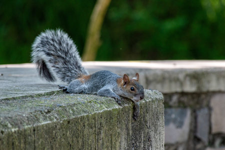 Gray squirrel lays flat on a cement surface, blending into the forest park environmentの写真素材