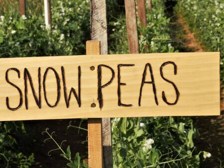 Snow peas from the garden with a hand made signの写真素材