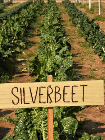 silverbeet from the garden with a hand made signの写真素材