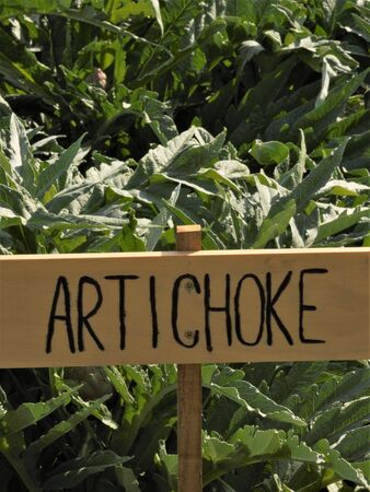 artichoke from the garden with a hand made signの写真素材