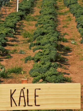 kale from the garden with a hand made signの写真素材