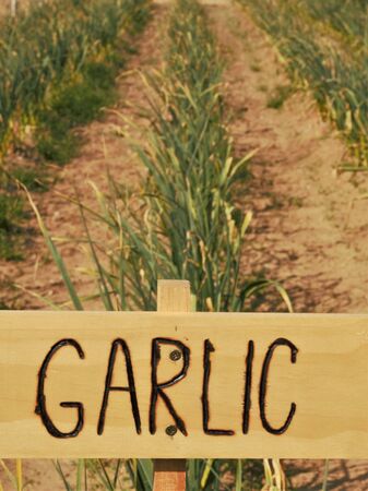 garlic from the garden with a hand made signの写真素材