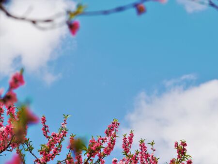 nectarine pink border withe light blue sky and fluffy skyの写真素材