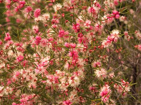 white and pink native australian flowers with sharp spikesの写真素材