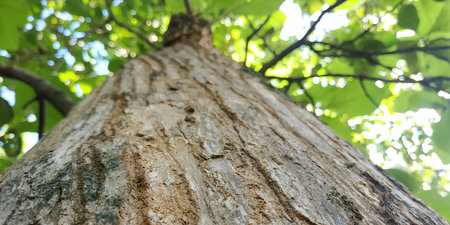 big tree tectona grandis again defocused baground