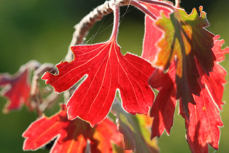 coming of fall