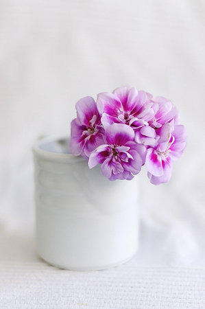 Spanish flowerの写真素材