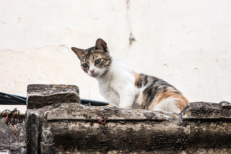 Catsの写真素材