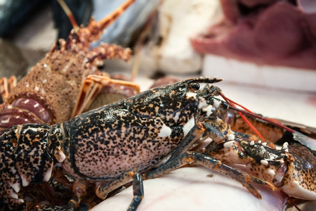 seafoodの写真素材