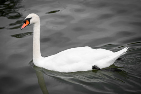 White swan