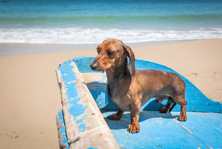 Dachshund dog on the beachの写真素材