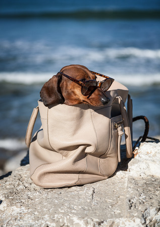 Dachshund dog with sunglasses at sea put in a bagの写真素材