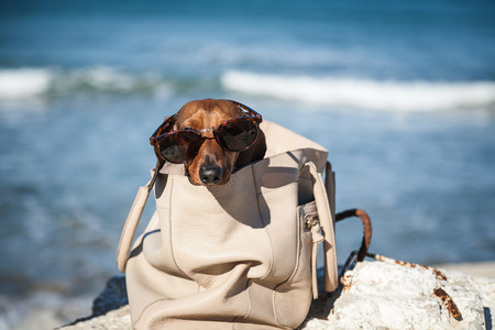 Dachshund dog with sunglasses at sea put in a bagの写真素材
