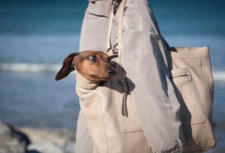 Women walking around town with sea dachshund dogの写真素材