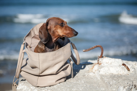 Teckel dog stuffed in a bag with woman from behindの写真素材