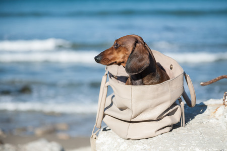 Teckel dog stuffed in a bag with woman from behindの写真素材