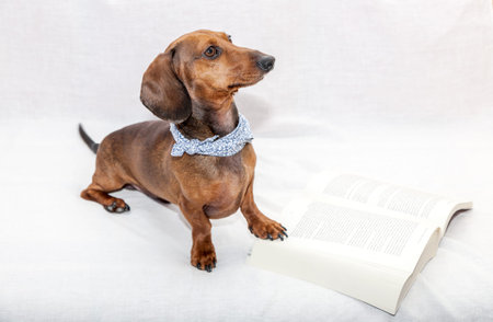 Dachshund dog isolated on white background wirk book