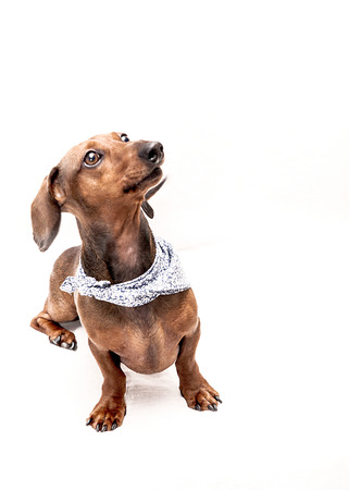 Dachshund dog isolated on white backgroundの写真素材