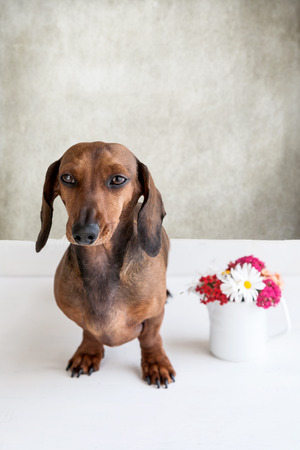 Dachshund dog isolated on white backgroundの写真素材