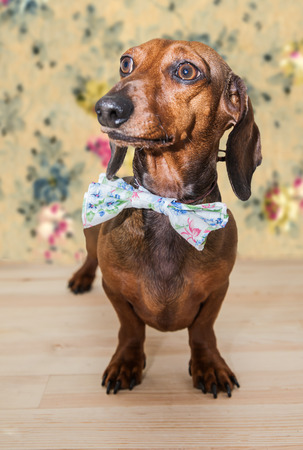 Red dachshund dog with sun glasses or bow tie scarves Red dachshund dog with sun glasses or bow tie handkerchiefs over wooden tableの写真素材
