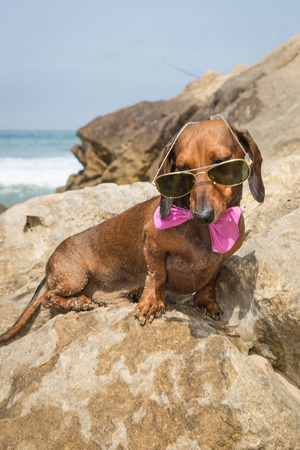 Dachshund dog with sunglasses at sea put in a bagの写真素材