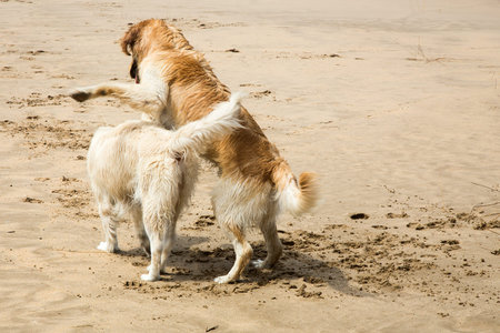 Dogs playing the Mediterranean Sea beach