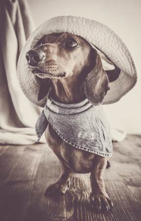 Red dachshund dog on old wooden tableの写真素材