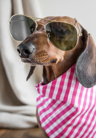 Red dachshund dog on old wooden tableの写真素材