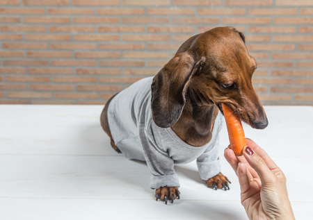 Red dachshund dog with gray shirt on white wooden tableの写真素材